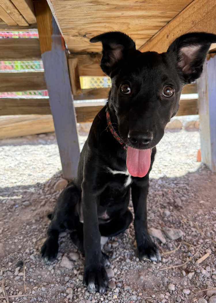 adoptable Dog in Williamsburg, NM named Lacy