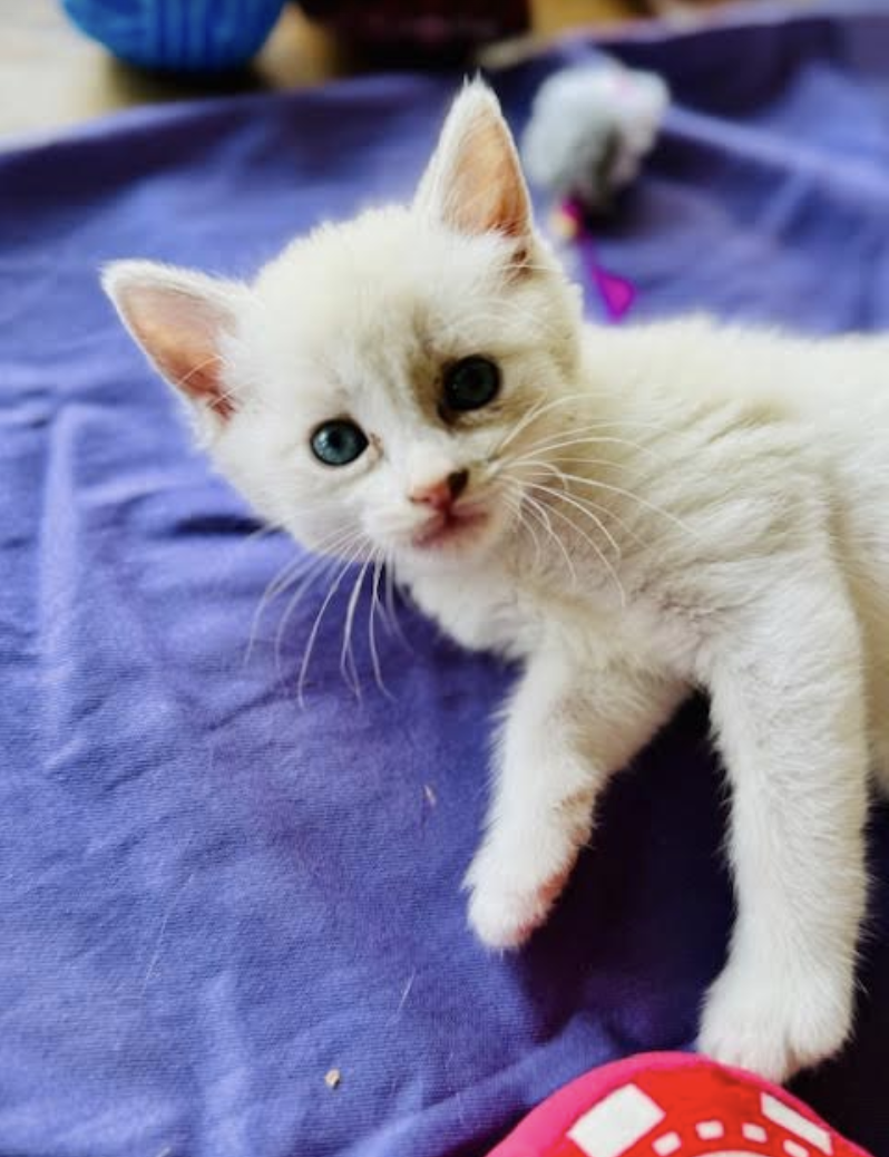 adoptable Cat in Williamsburg, NM named Maya