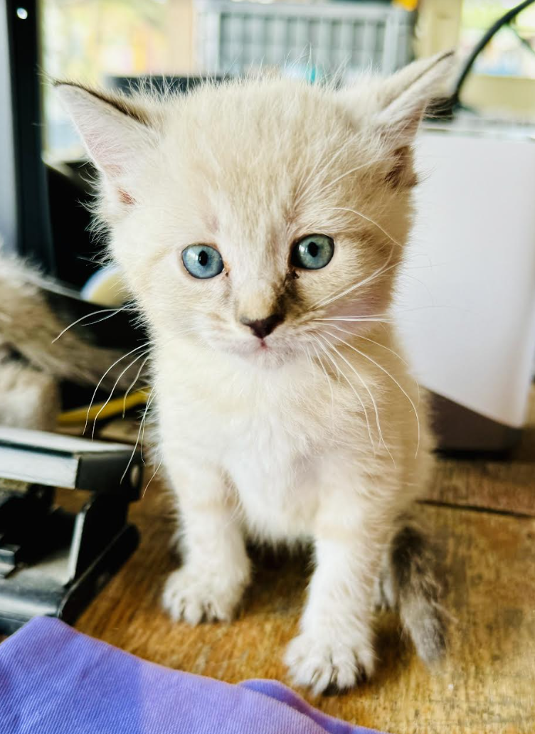 adoptable Cat in Williamsburg, NM named Eva