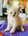 adoptable Cat in , NM named Enzo