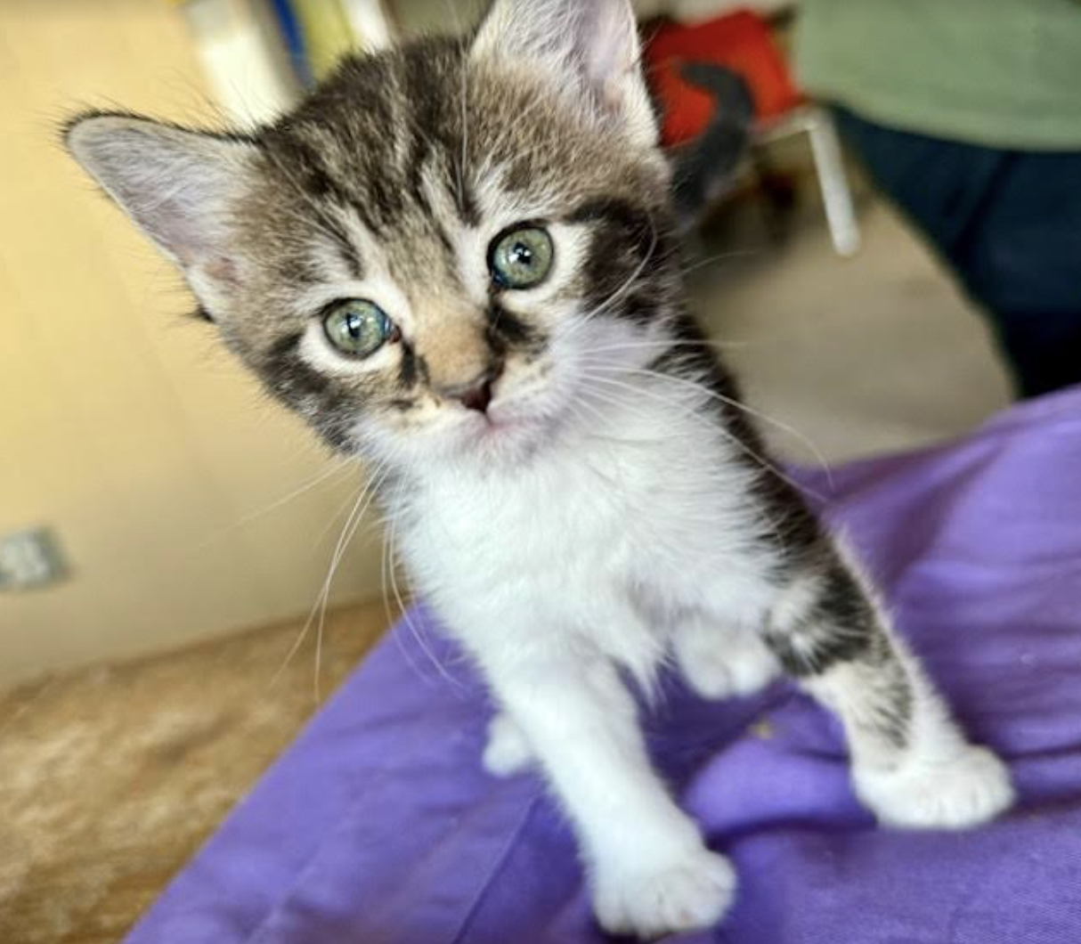 adoptable Cat in Williamsburg, NM named Pablo