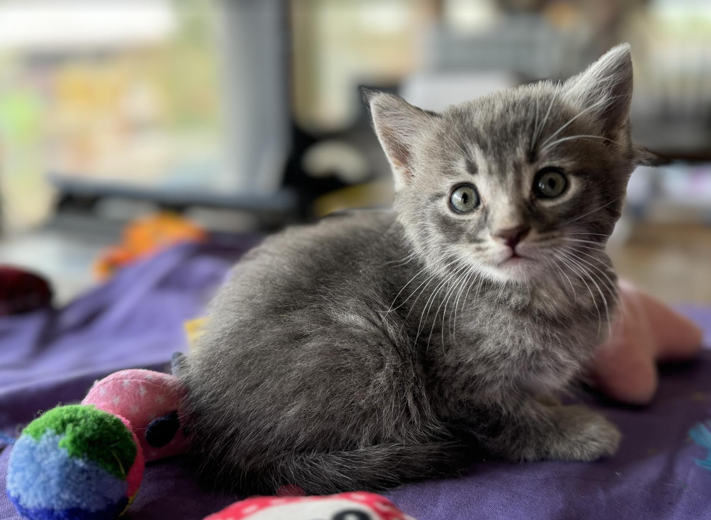 adoptable Cat in Williamsburg, NM named Diego