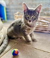 adoptable Cat in , NM named Flo