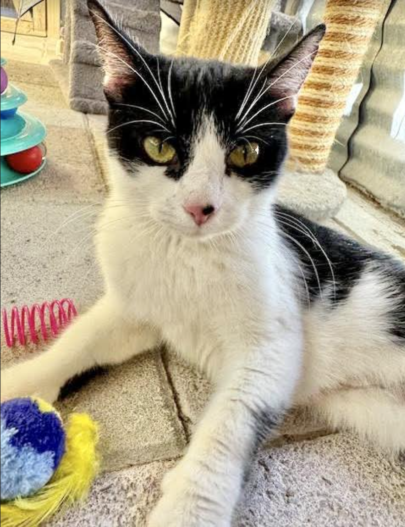 adoptable Cat in Williamsburg, NM named Confetti