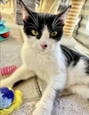 adoptable Cat in , NM named Confetti