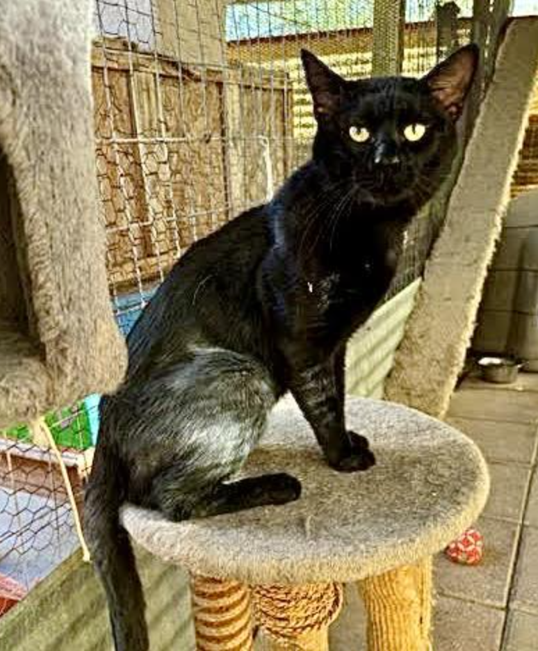 adoptable Cat in Williamsburg, NM named Prince