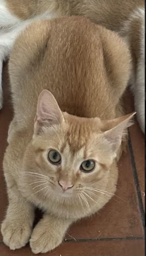 adoptable Cat in Williamsburg, NM named Archie