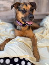 Nutmeg - Photo 10