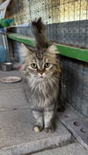 Pawstrami