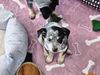 Gryffin