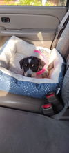 Dottie