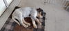 Dottie