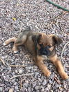 Julie's Puppies