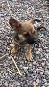 Julie's Puppies