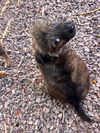 Julie's Puppies