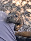Julie's Puppies