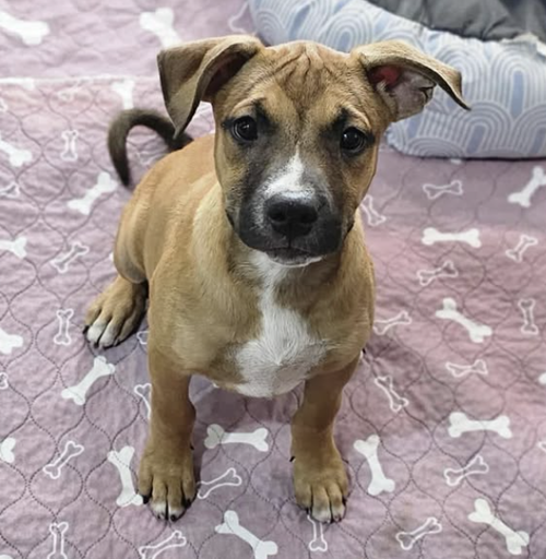 picture of the dog needing adoption