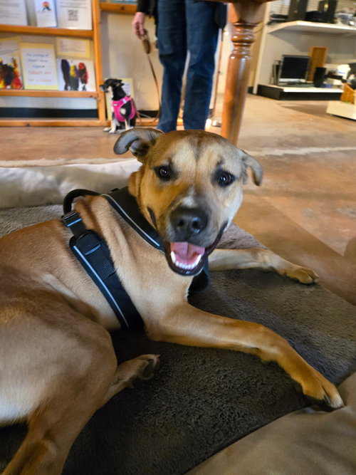 picture of the dog needing adoption