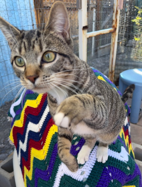 picture of the cat needing adoption