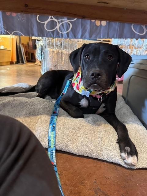 EFFIE - Pit Bull Terrier / Labrador Retriever available for adoption