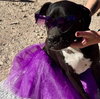 Effie - Photo 3
