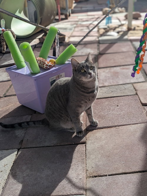 SHADOW - Domestic Short Hair / Tabby available for adoption