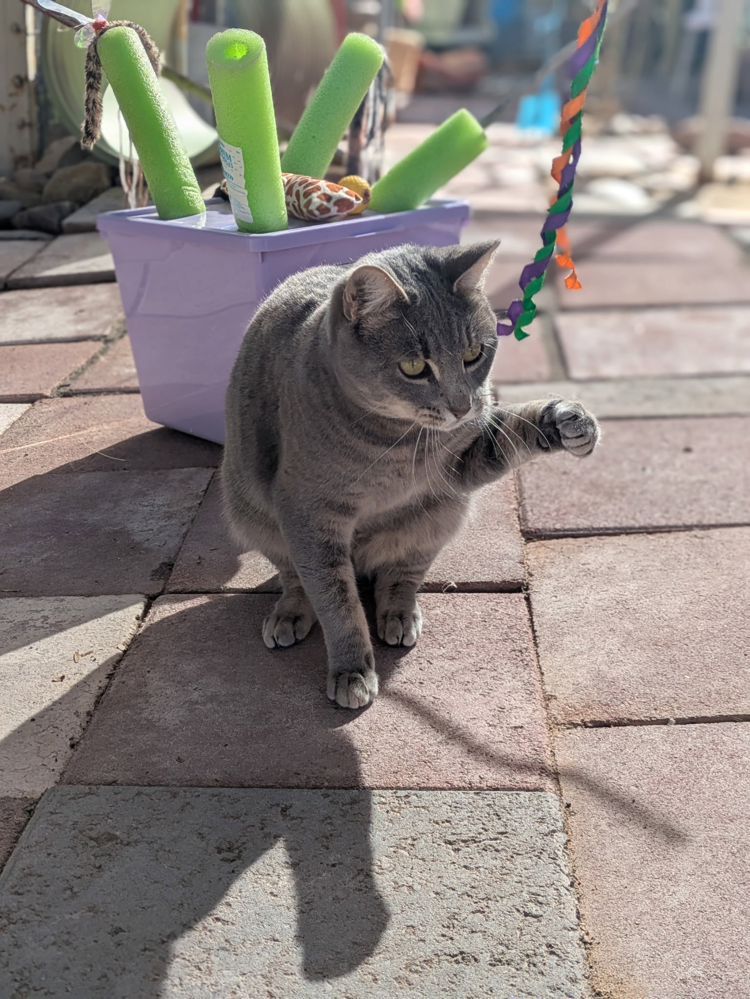 Shadow