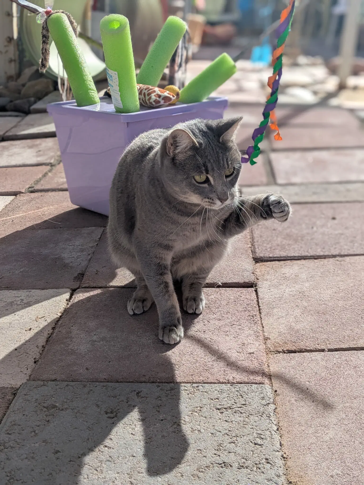 Shadow - Domestic Short Hair