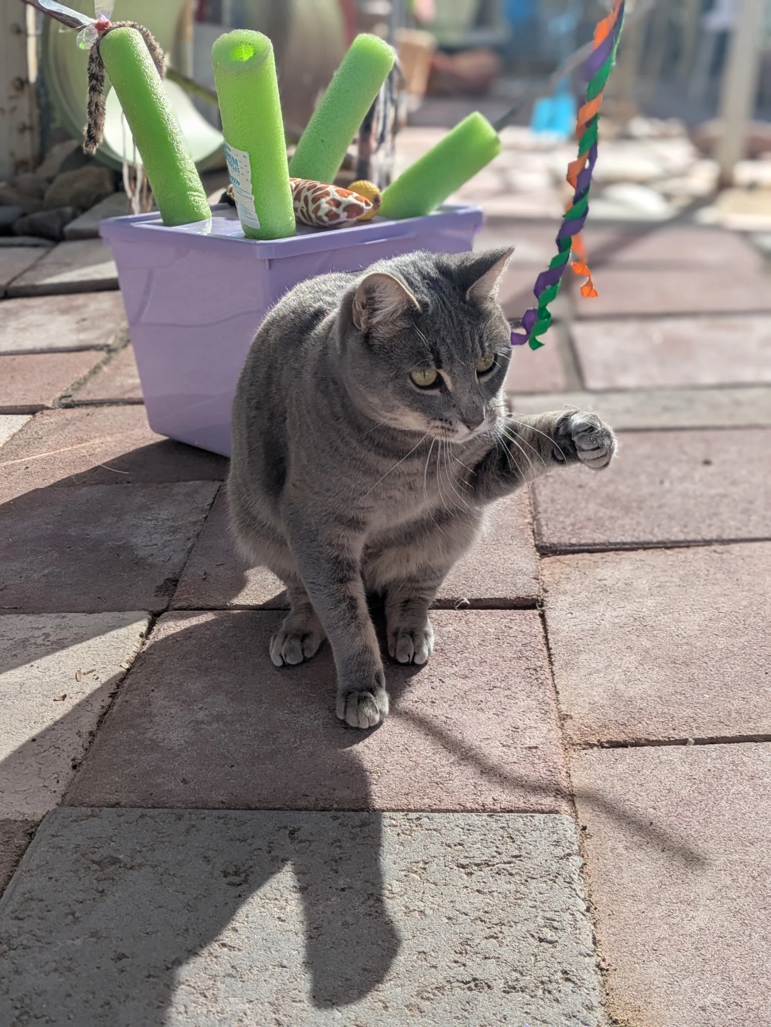 Shadow
