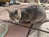 Shadow - Photo 3