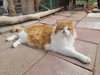 Nicholas - Photo 2