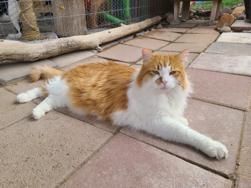 NICHOLAS - Domestic Long Hair available for adoption