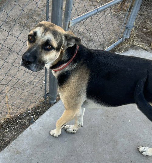 picture of the dog needing adoption
