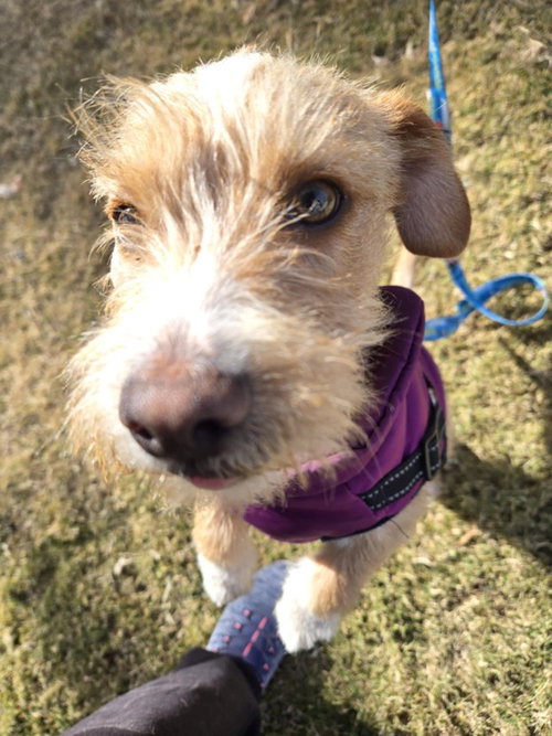 picture of the dog needing adoption