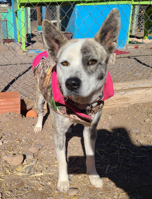 PLAYA BLANCA - Australian Cattle Dog/Blue Heeler available for adoption