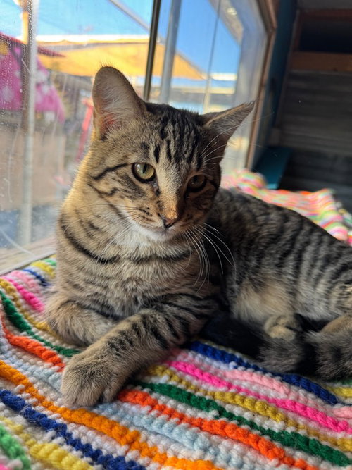picture of the cat needing adoption