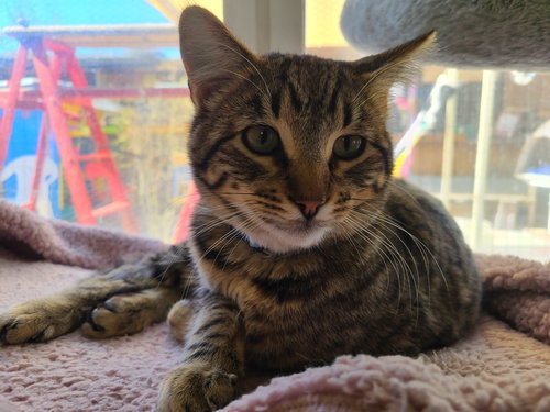 picture of the cat needing adoption