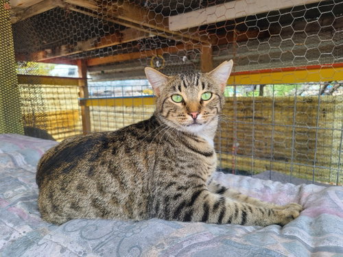 Sporty, a cat for adoption from Sierra County Humane Society
