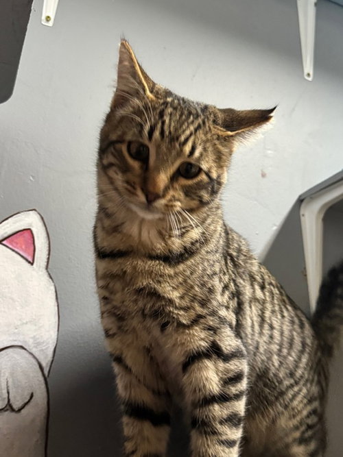 picture of the cat needing adoption