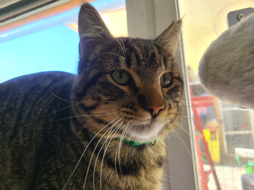 picture of the cat needing adoption