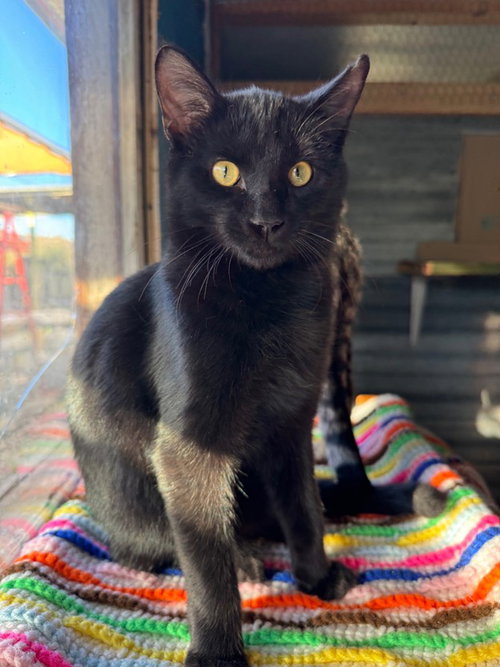 picture of the cat needing adoption