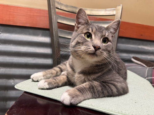 picture of the cat needing adoption