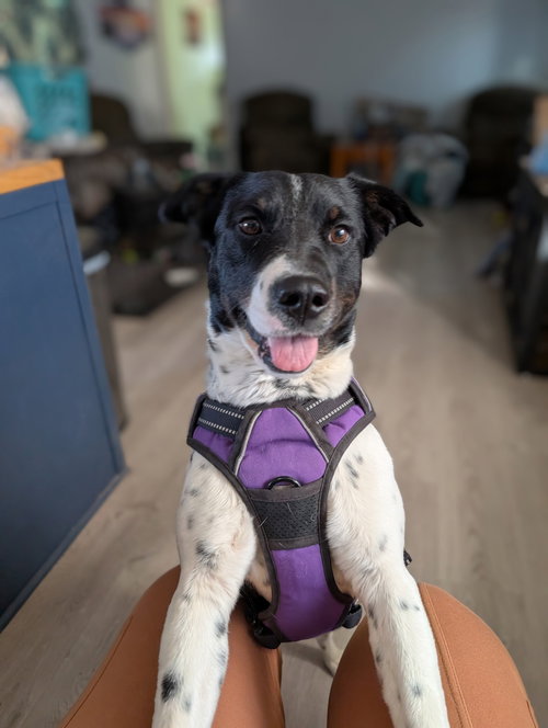 picture of the dog needing adoption