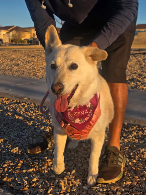 picture of the dog needing adoption