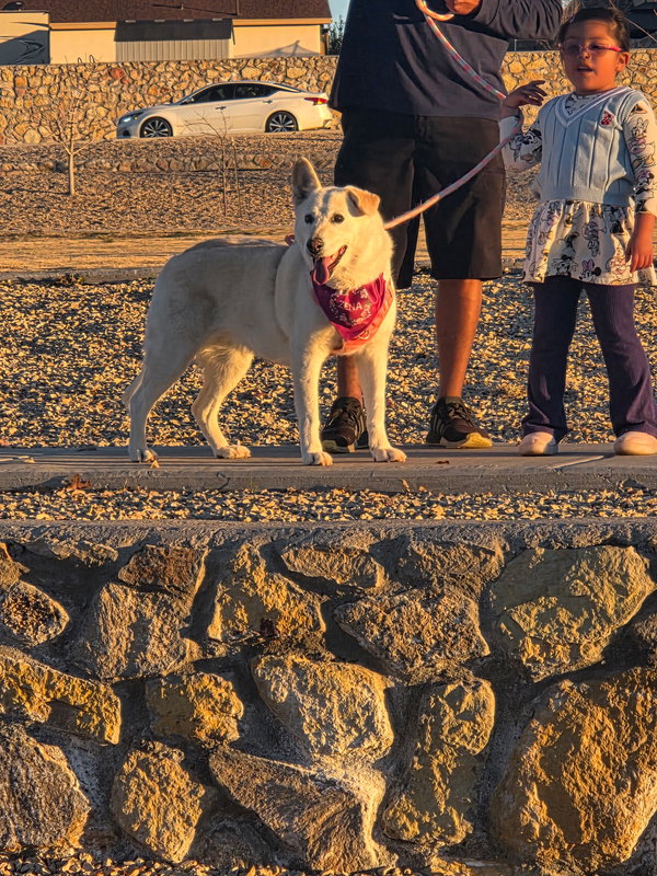 Zena