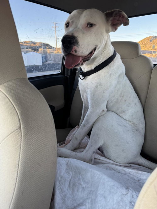picture of the dog needing adoption