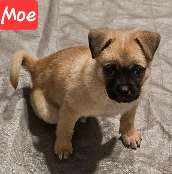 Moe