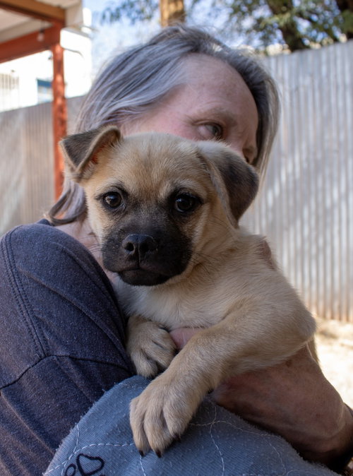 Larry, an adoptable Pug in Williamsburg, NM