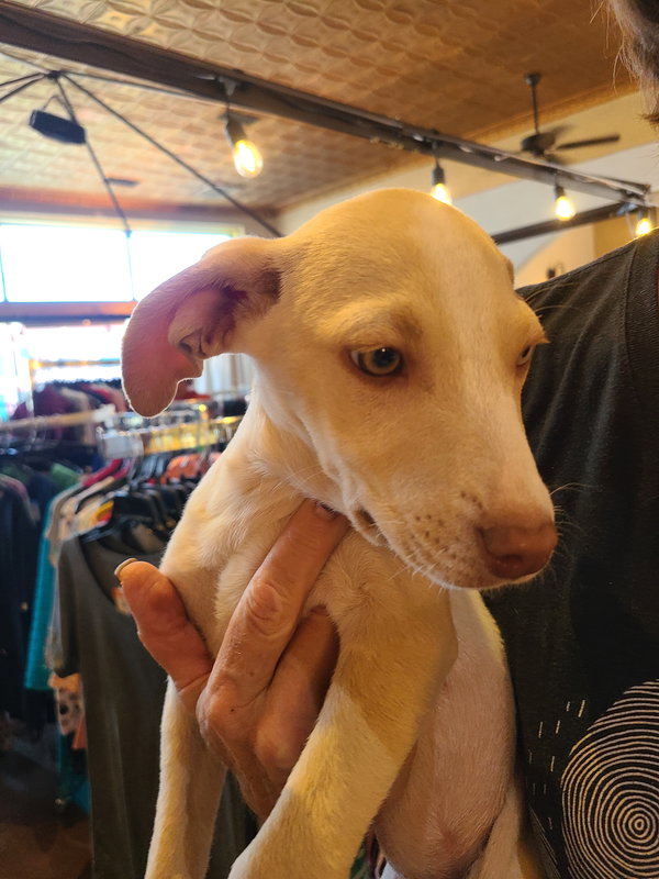 Bambi