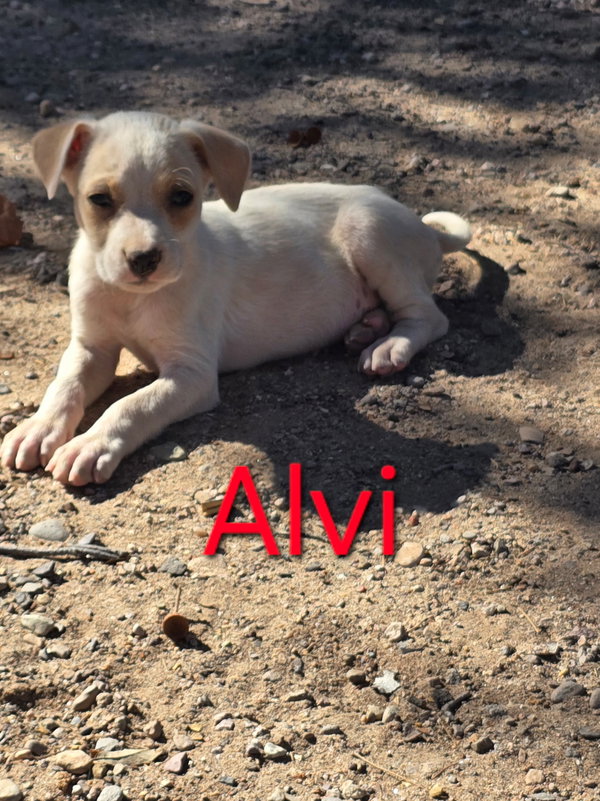 Alvi